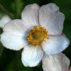 Anemone Hadspen Abundance - abriachan nurseries